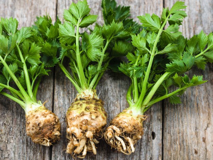 Celery- Filled With Probiotics, Protecting Your Gut Celery- Filled With Probiotics, Protecting Your Gut