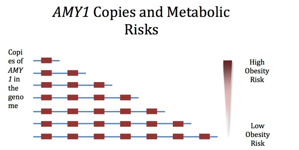 AMY1 Image and Obesity