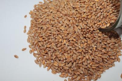 Wheat 2