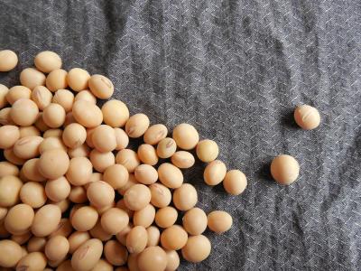 Soybeans 1