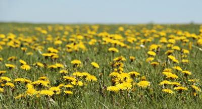 Dandelion 1